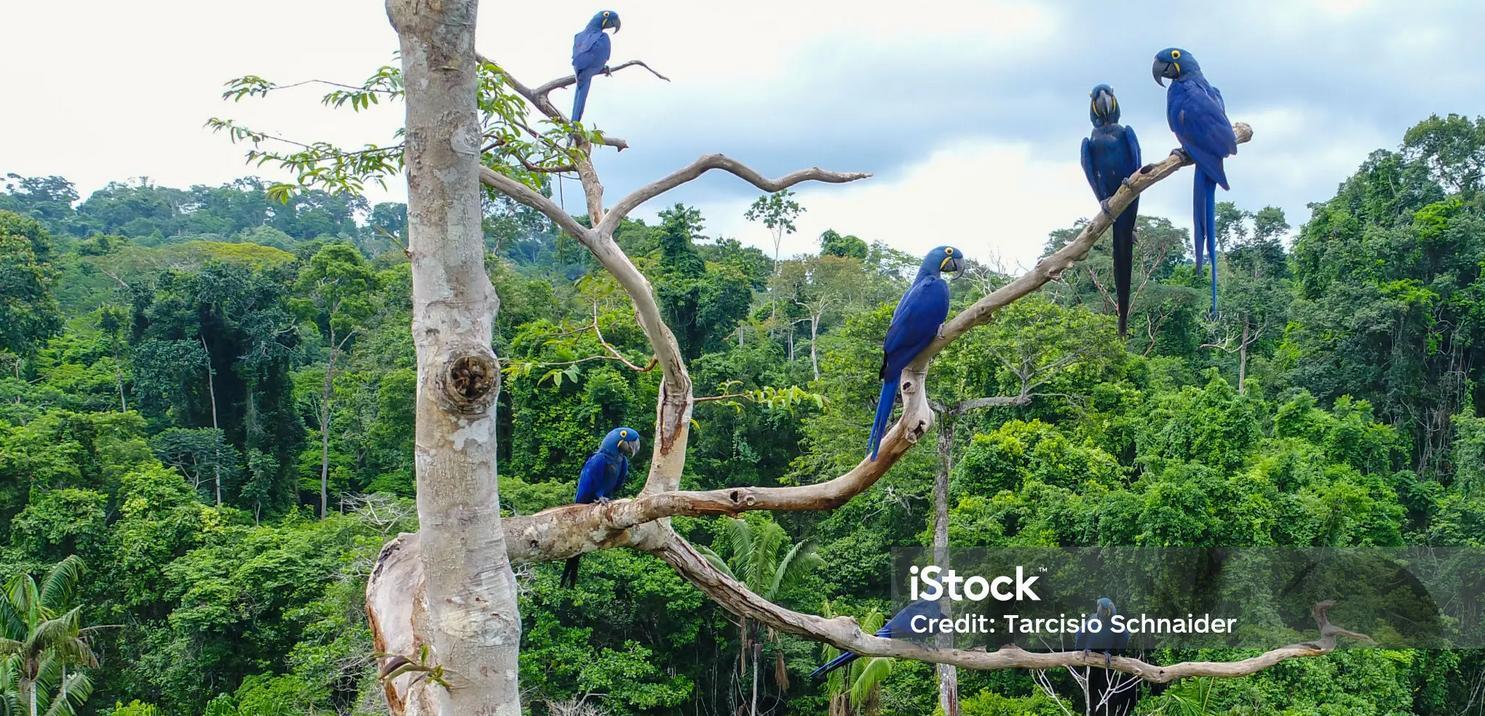 Grupo De Arara De Jacinto Azul 1