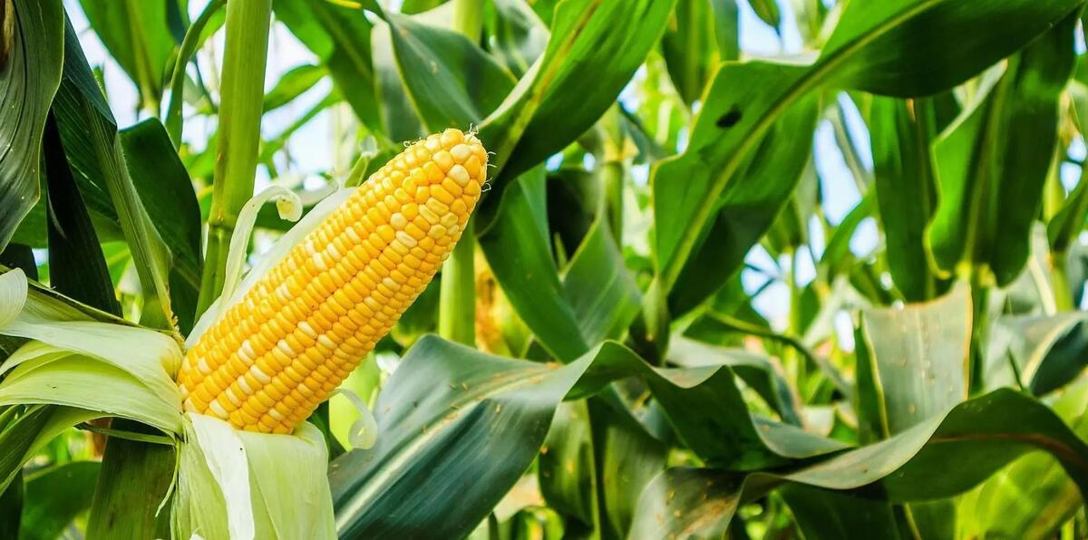 SIMPOSIO DE ARTE CULTURAL ESCOLAR EM CIENCIAS AGRARIAS 1